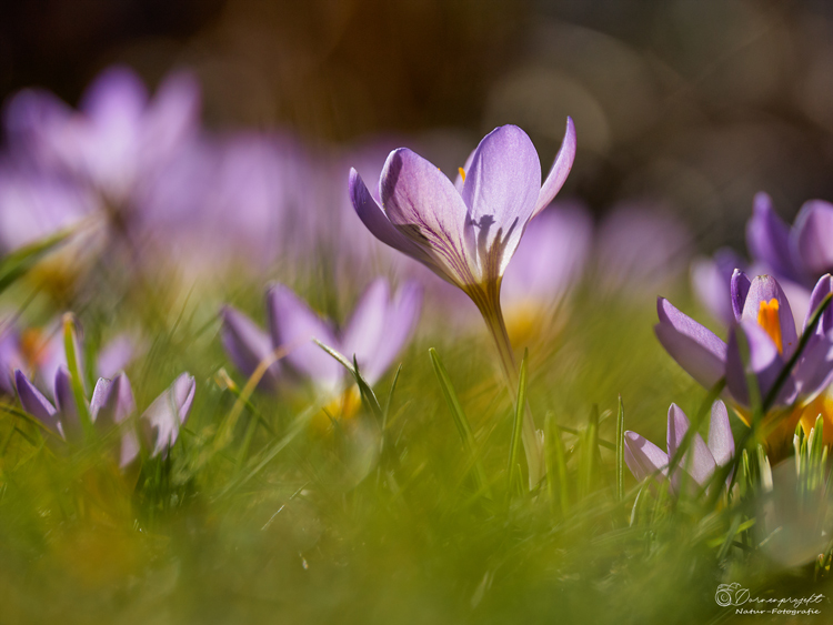 Crocus Tricolor ©DornenProjekt