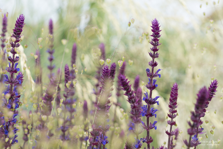 Salvia nemorosa ©DornenProjekt