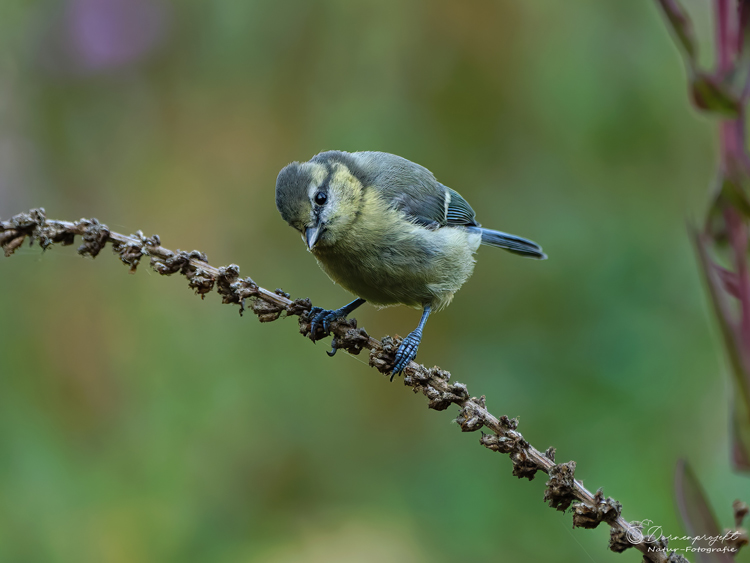 Cyanistes caeruleus ©DornenProjekt