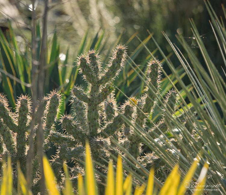 Cylindropuntia imbricata ©DornenProjekt