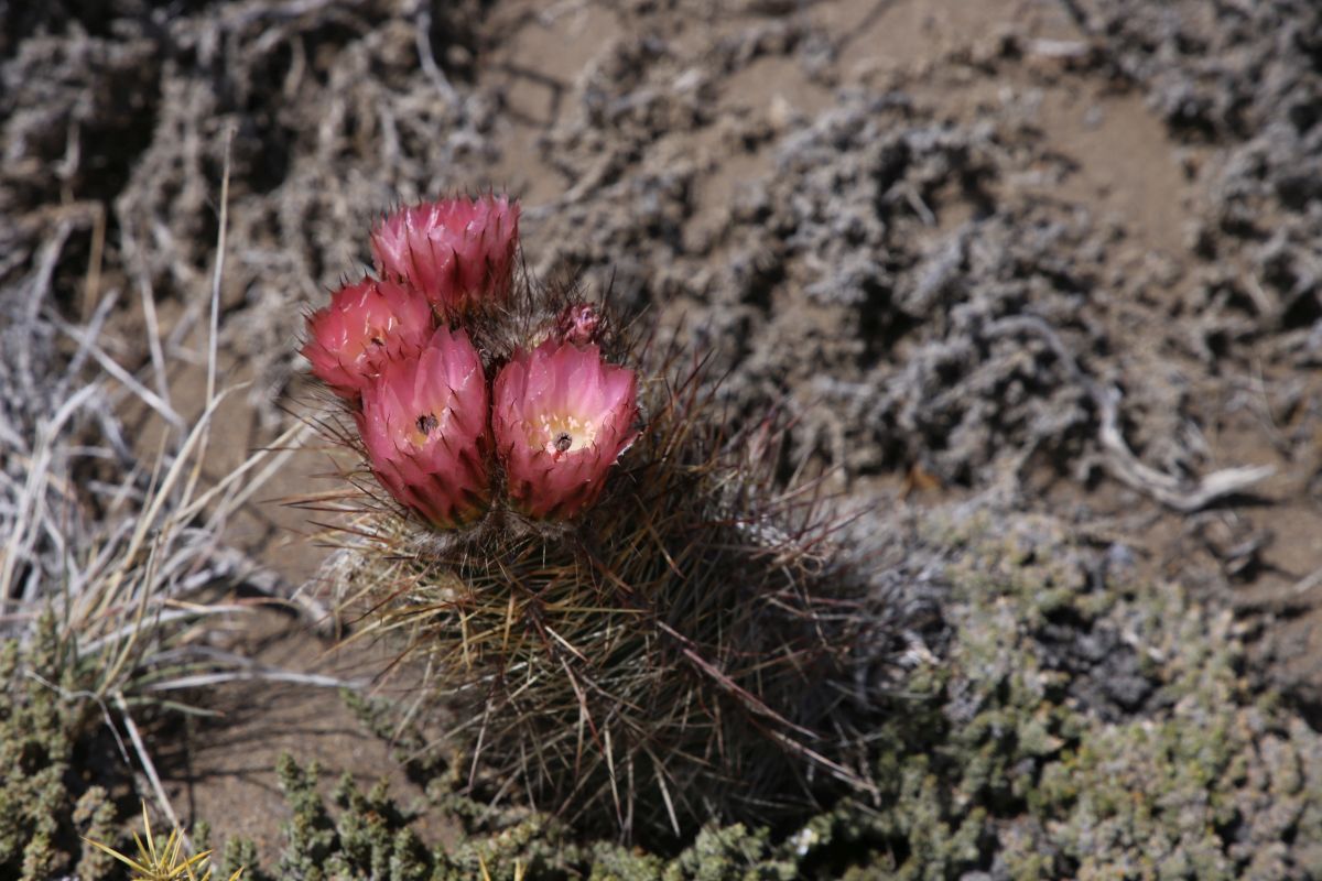 Austrocactus aonikenkensis© Sarnes