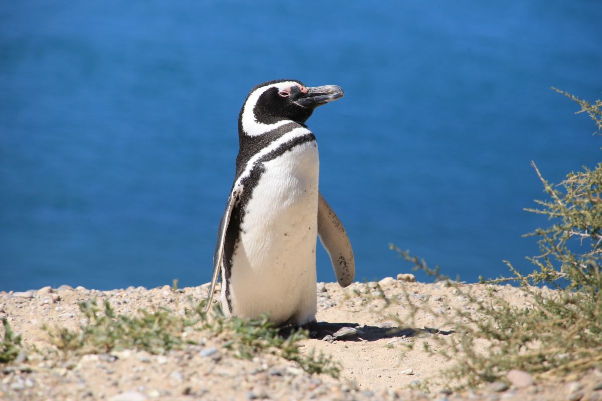 Ein Magellan Pinguin ©Sarnes