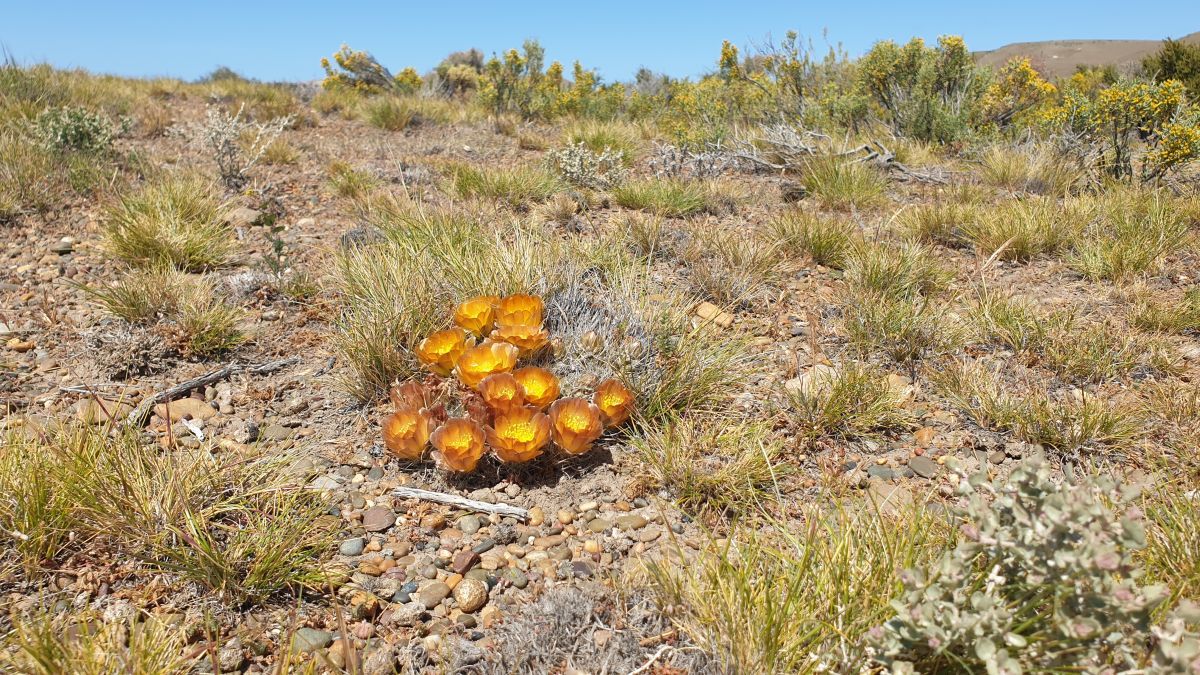 Pterocactus australis©Sarnes