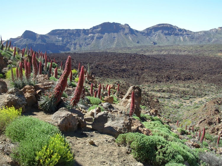 Die Caldera des Pico del Teide in ca. 2000 m Höhe. Hier blüht im Mai/Juni die einzigartige Tajinaste, der Rote Teidenatternkopf (Echium wildpretii).